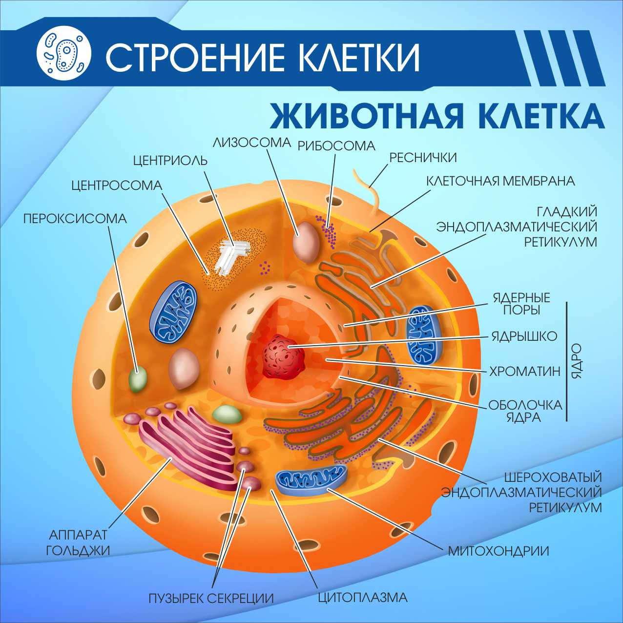 Строение клетки Животная клетка купить в Подольске